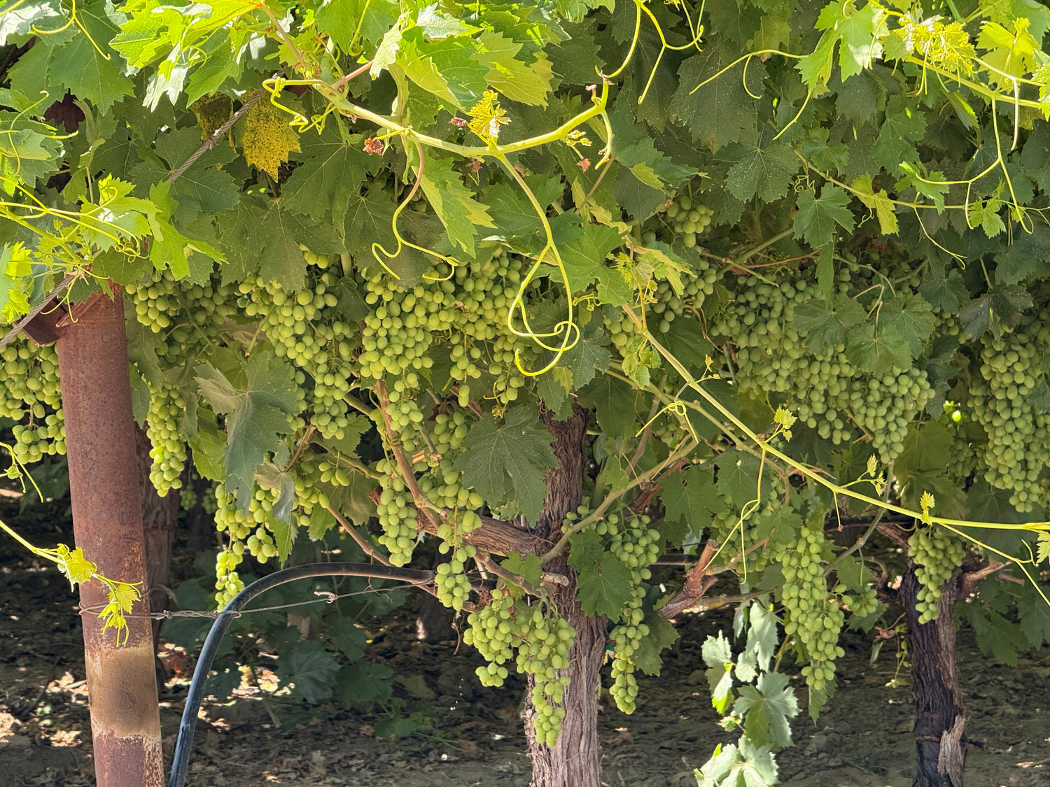 Healthy green grape clusters growing in California vineyard originally protected by grow tubes.