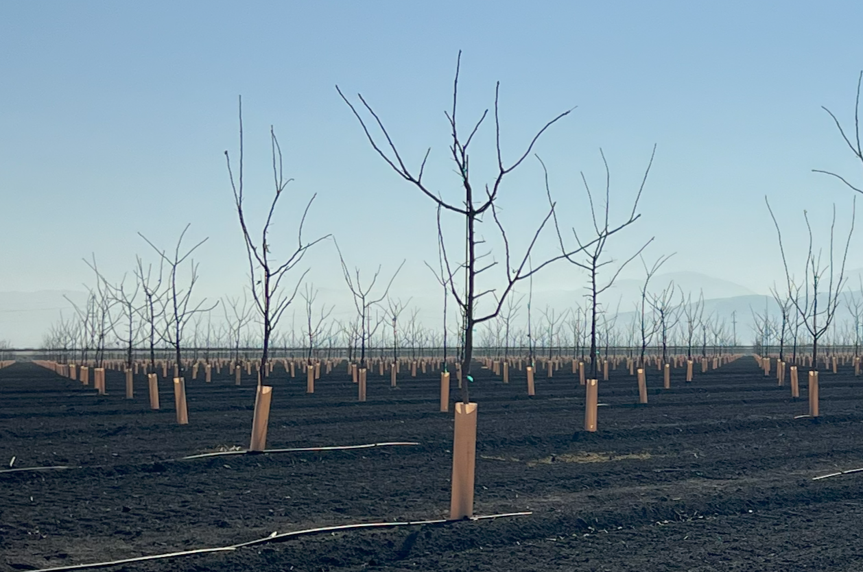 Load video: Grow tubes placed in orchard and vineyards protecting young trees from wildlife.