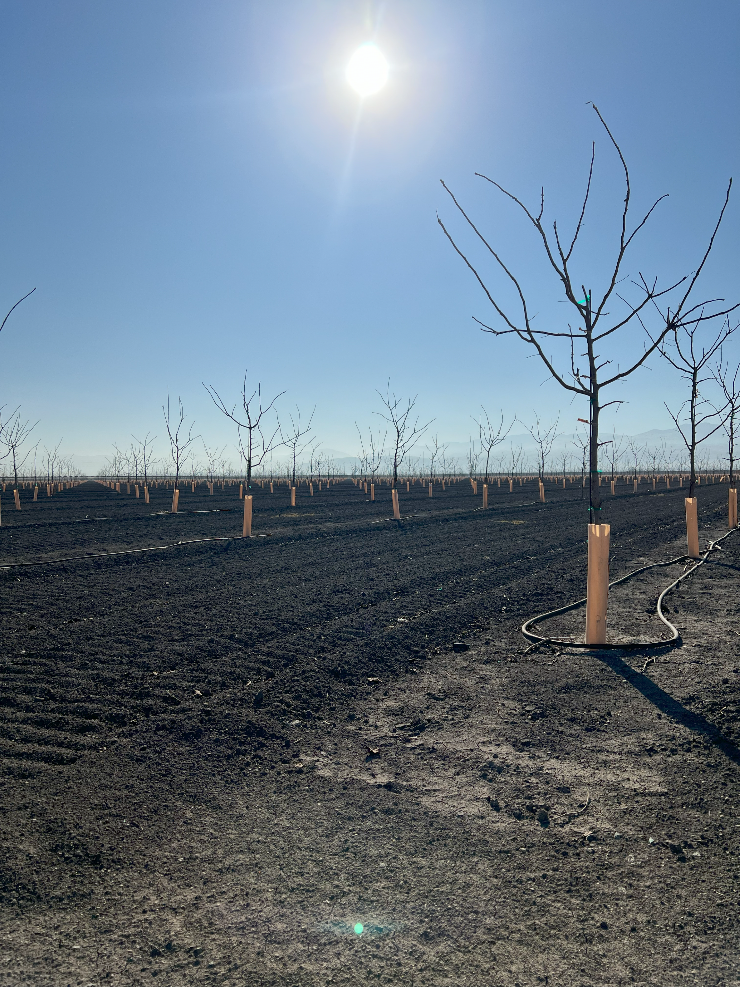 Grow tubes helping thousands of trees planted in a commerical orchard grow in California