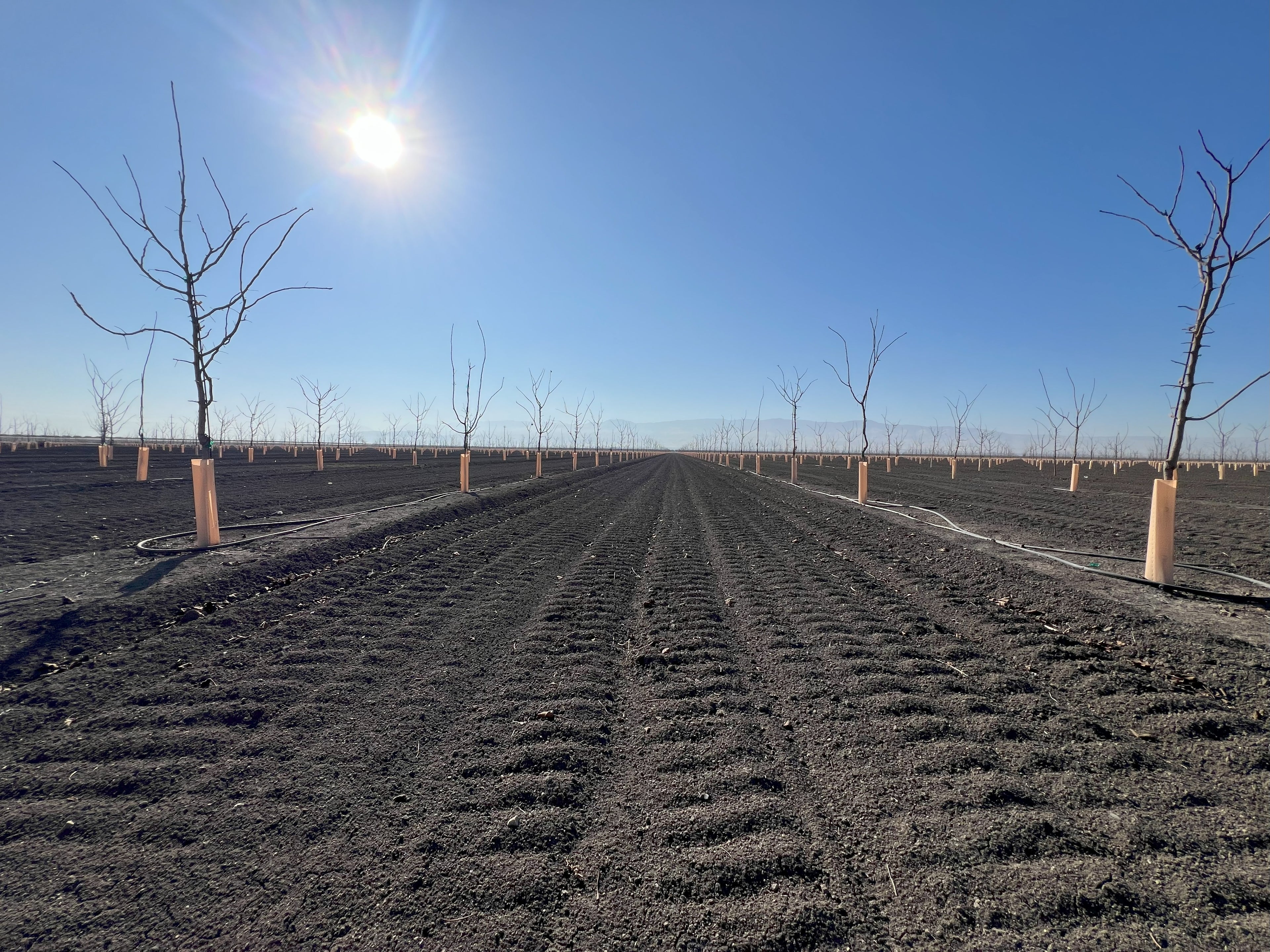 Thousands of young pecan trees planted in grow tubes across a large commercial orchard in California with a mountain backdrop