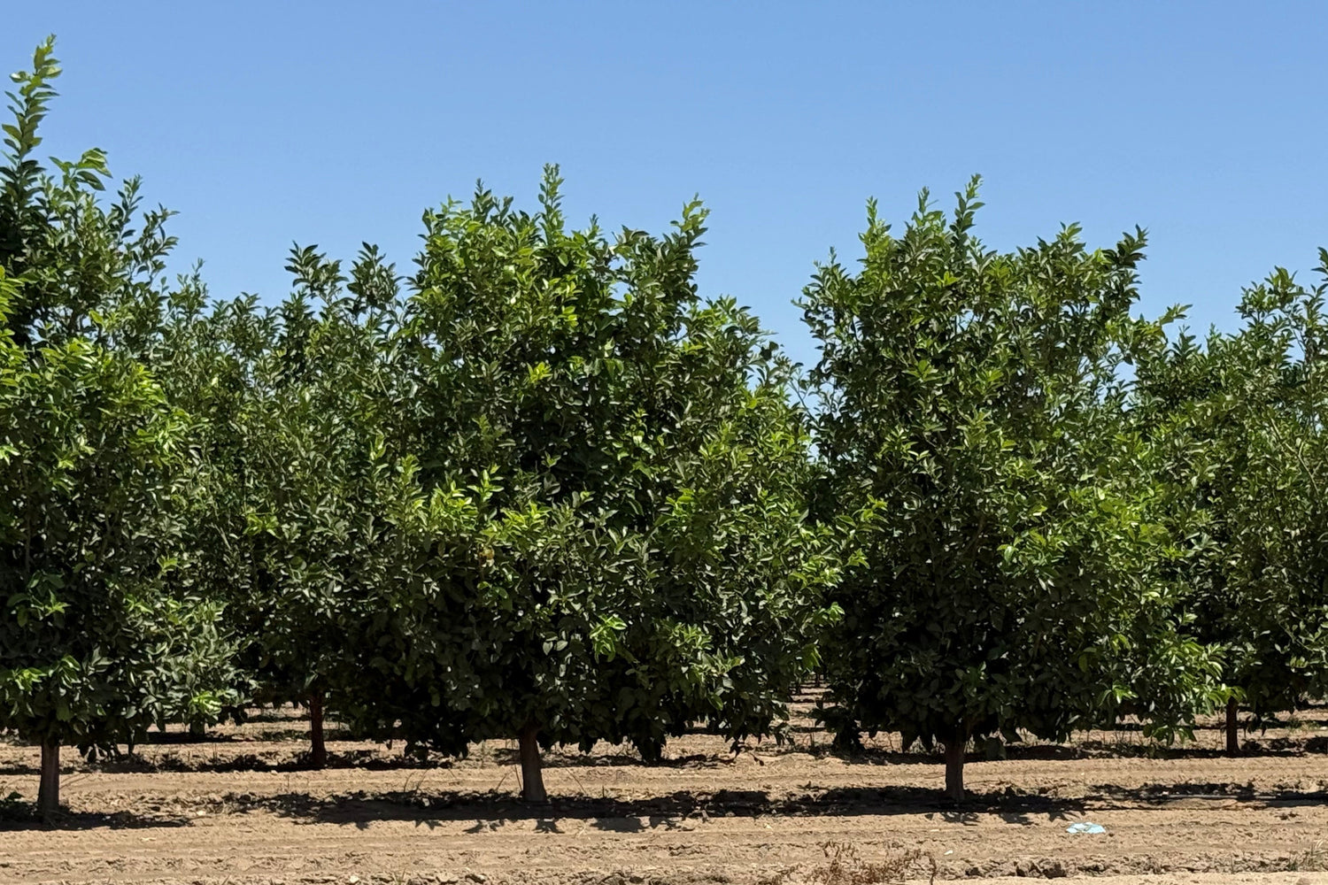 Hundreds of mature orange trees originally planted in grow tubes across a large orchard in California